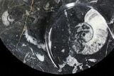 Round Fossil Goniatite Dish #73708-2